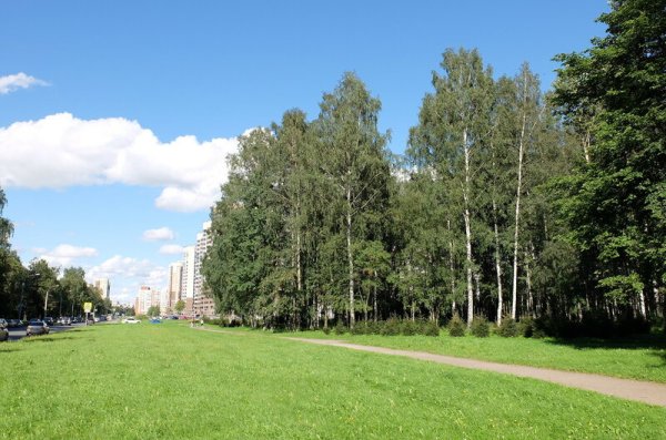 Пискаревский парк фото