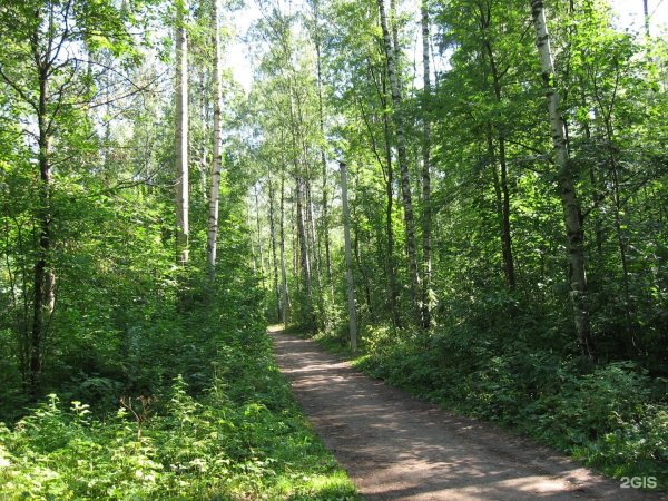Пискаревский лесопарк