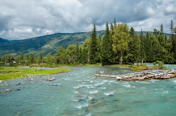 Кучерла горный Алтай