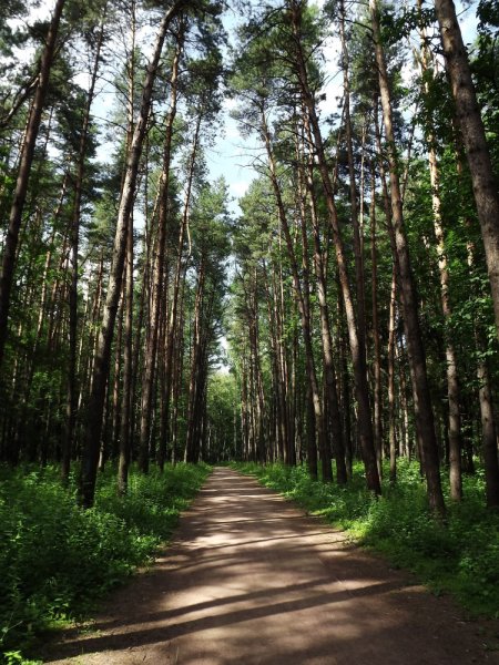 Мещерский лес парк