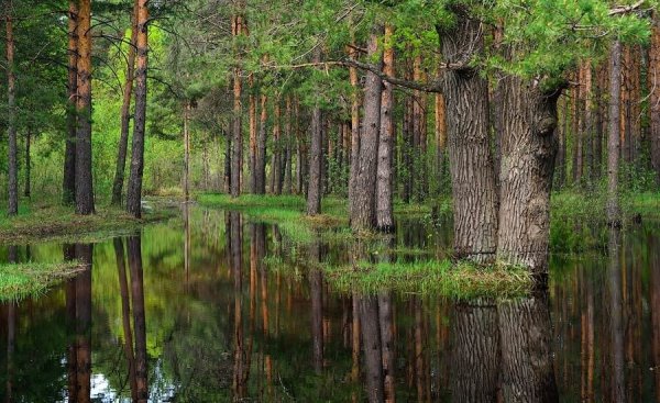 Национальный парк Мещера Гусь-Хрустальный