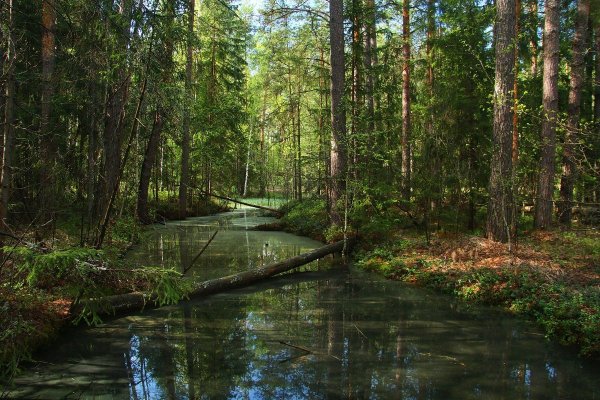 Мещерский парк река