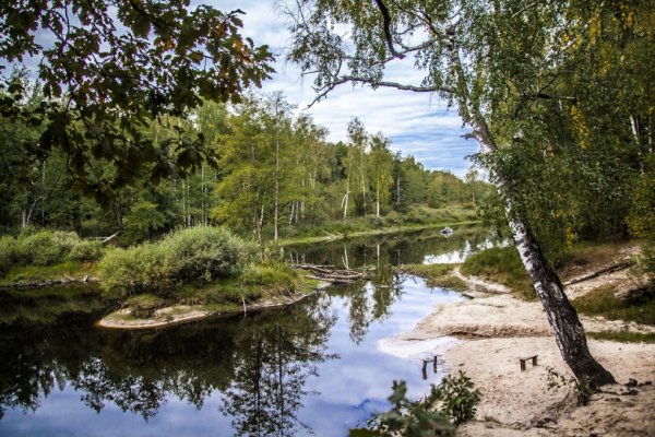 Гусь Хрустальный заповедник Мещера