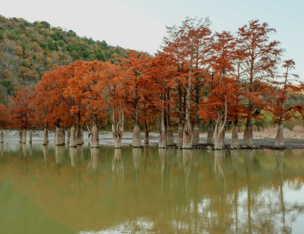 Сукко озеро с кипарисами