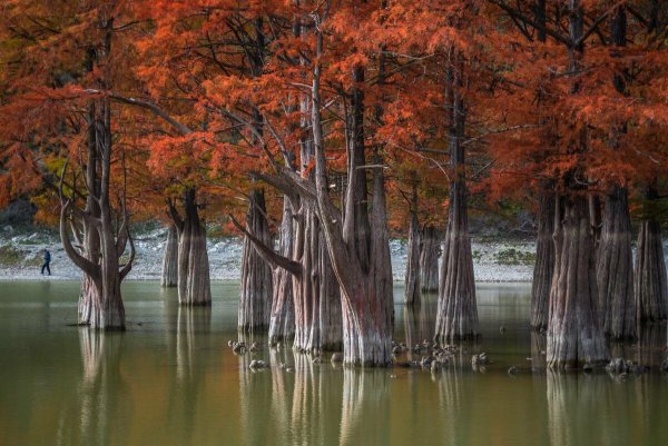 Сукко озеро с кипарисами