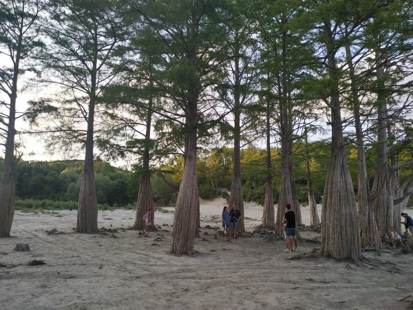 Кипарисовая роща в Сукко