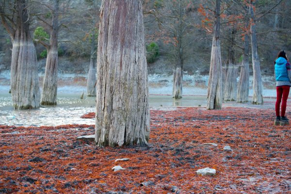 Роща болотного кипариса в Сукко