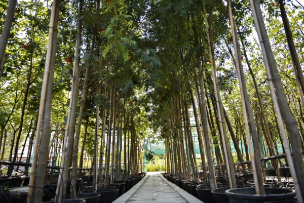 Ореховый парк в Бишкеке