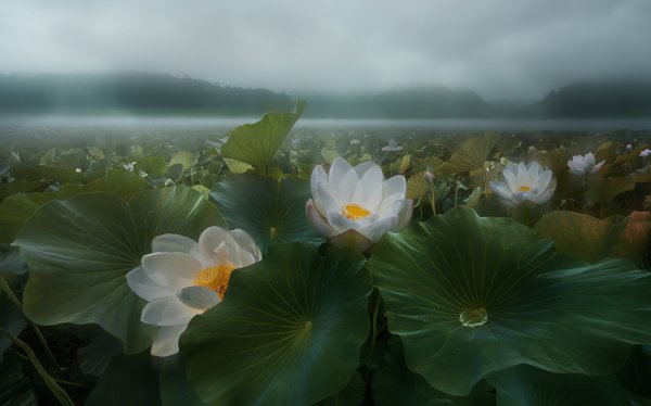 Кувшинки Геншин