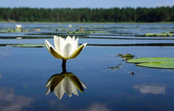 Нильская кувшинка