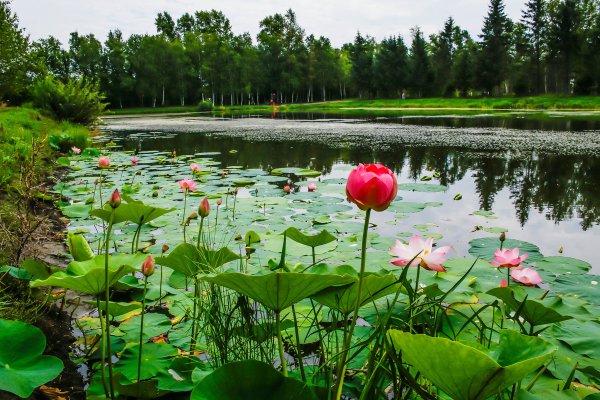 Солнечногорск пруд с кувшинками