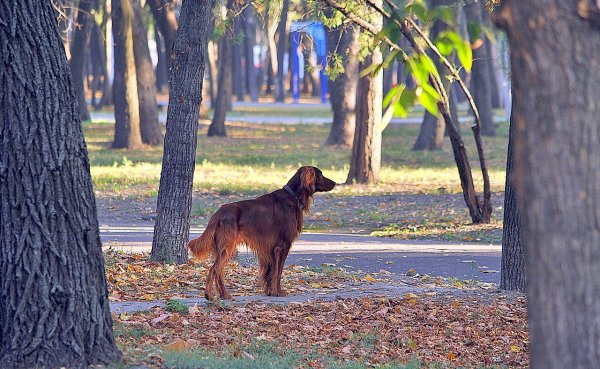 Собаки в парках