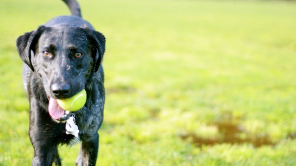 Dog in the Park