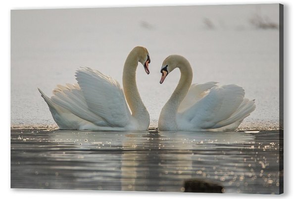 Фотообои пара