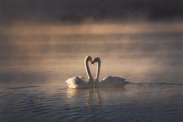 Фотограф лебедь
