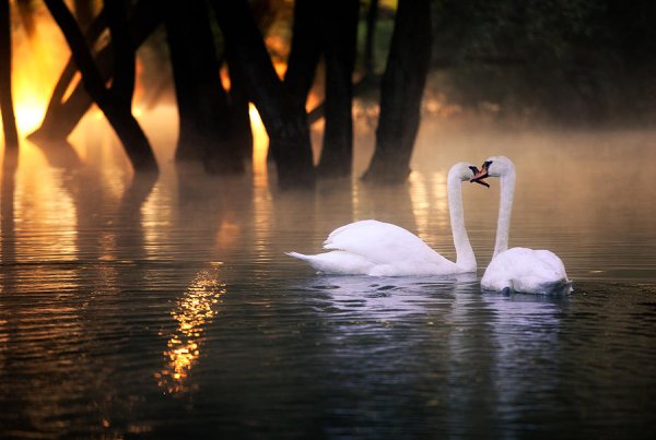 Лебедь утром