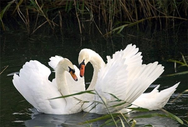 Симметрия лебеди