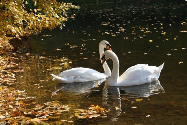 Лебеди в осеннем пруду