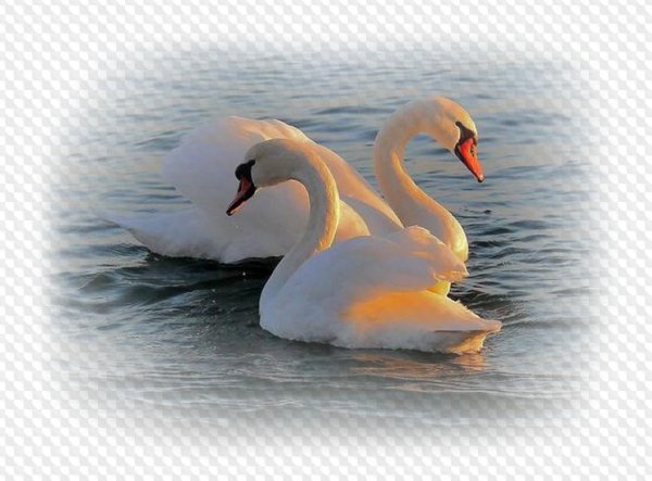 Лебедь плывет