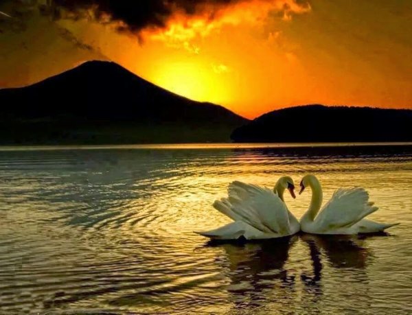 Лебеди на закате солнца