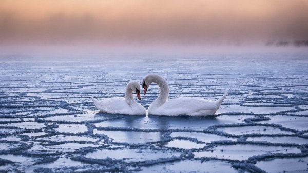 Лебеди на замерзшем озере