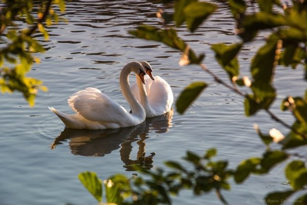 Пара лебедей на озере