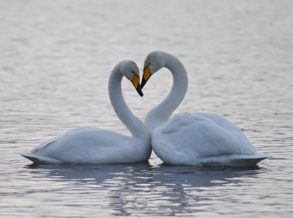 Лебединое озеро горный Алтай