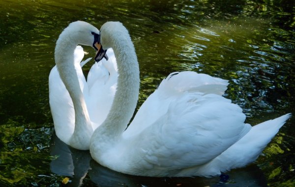 Верные лебеди