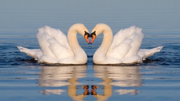 Два лебедя