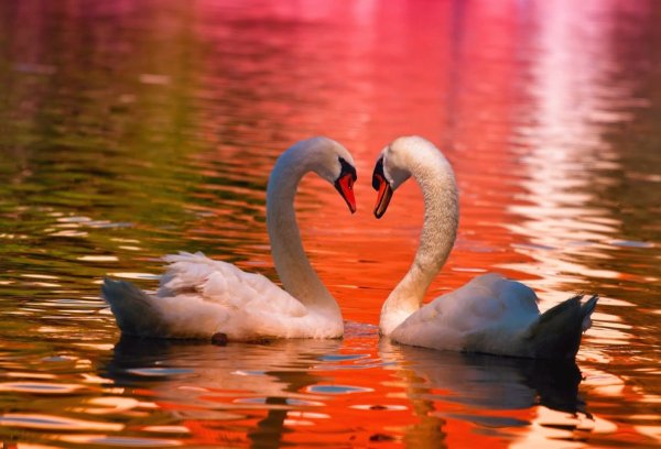 Пара лебедей