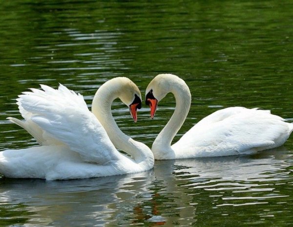 Лебеди символ любви и верности
