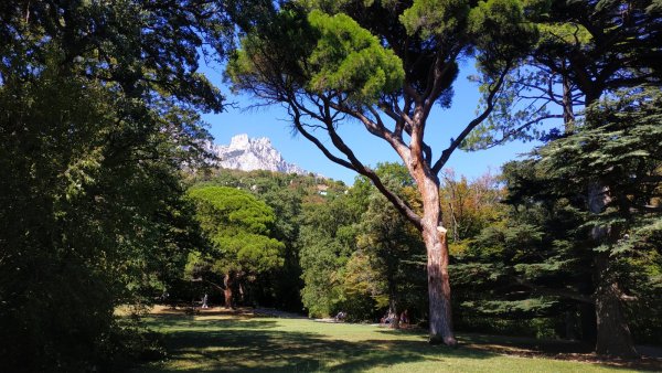 Парк Воронцовского дворца деревья
