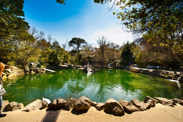 Алупкинский парк форельное озеро