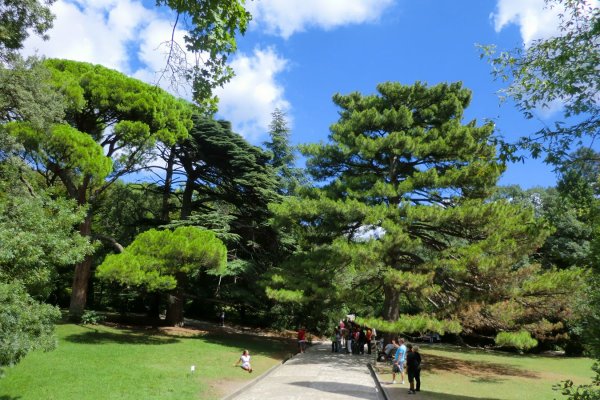 Платановая Поляна Воронцовский парк