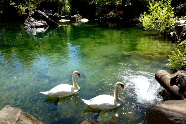 Алупкинский парк Лебединое озеро