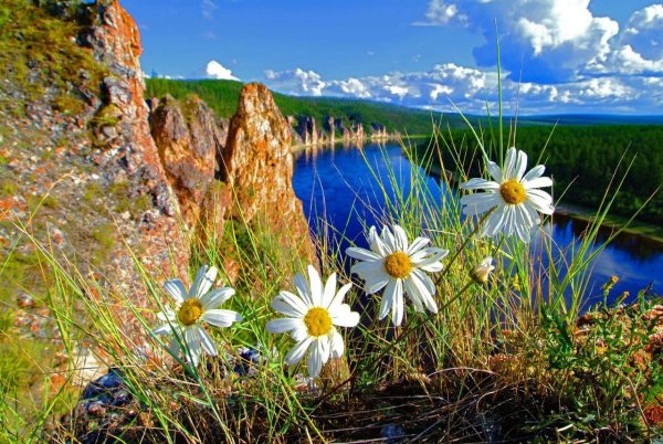 Природа России летом