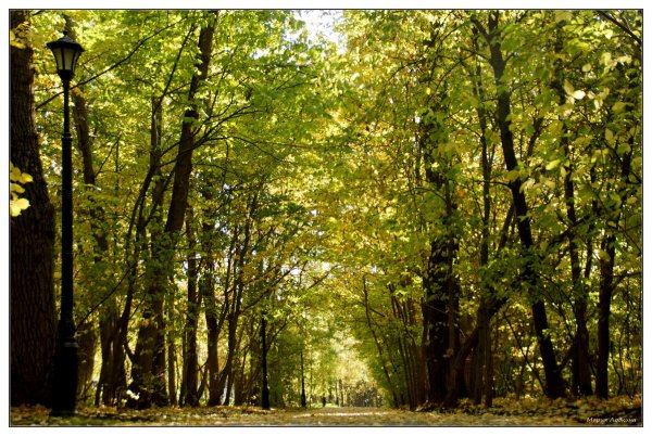 Останкино Дубрава парк Дубрава