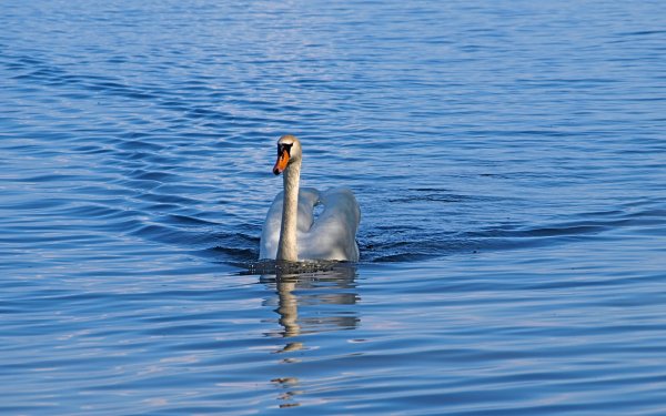 Лебедь плывет по озеру