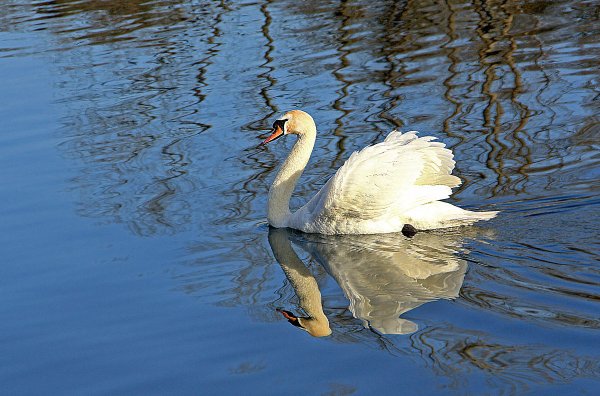 Лебедь плавает