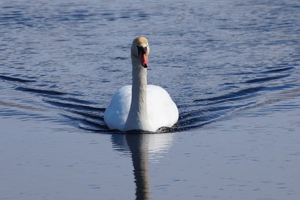 Лебедь плывет