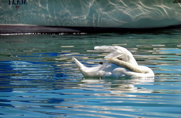 Вода плавающие птицы