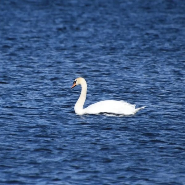 Крюк "плывущий лебедь"