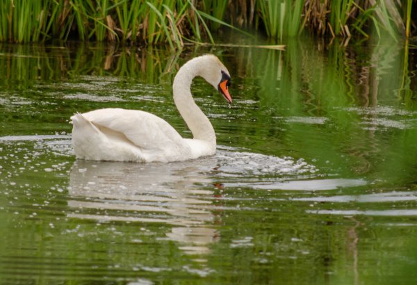 Лебедь плавает