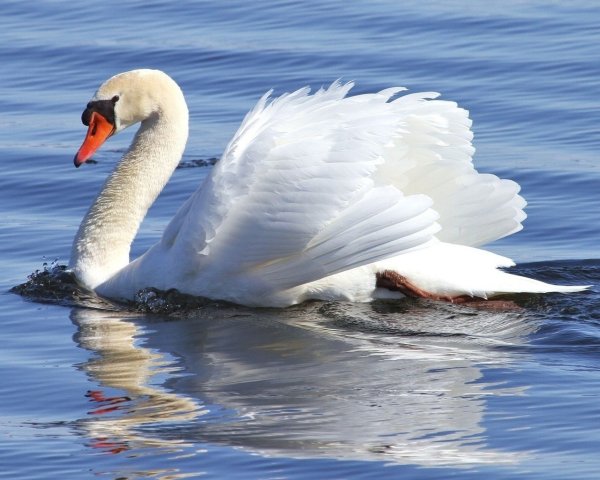 Лебедь плавает