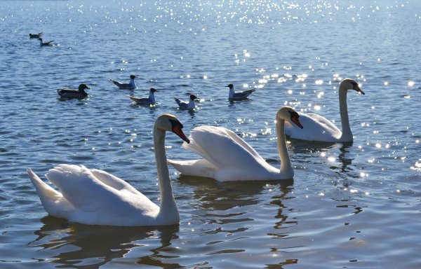 Озеро Чаны лебеди