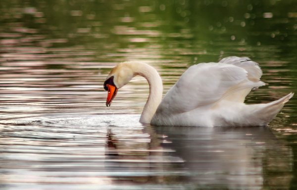 Лебедь плавает