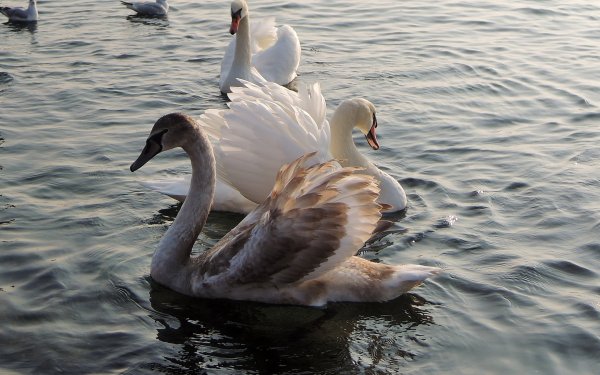 Весна лебеди на пруду