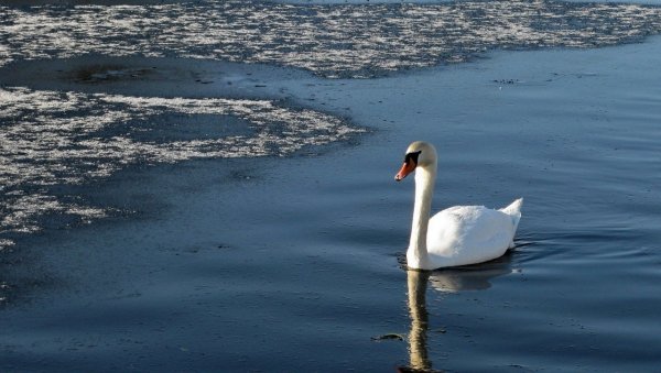 Лебеди на замерзшем озере