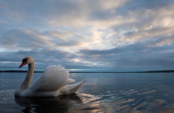 Лебеди на берегу моря