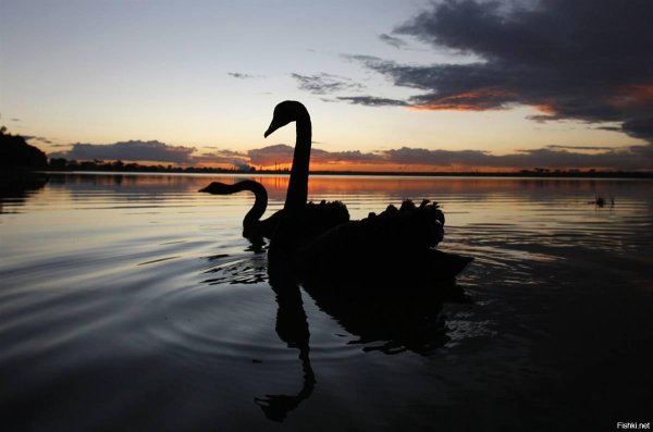Черные лебеди на закате